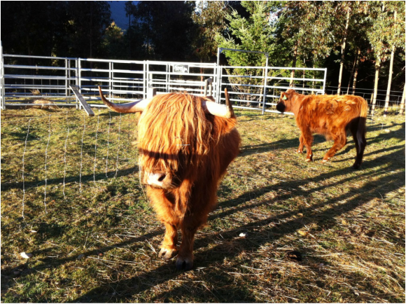 Highland bull in cattle yards at Muntanui, South Island, New Zealand