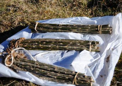 Bundles of fodder will poles ready for planting