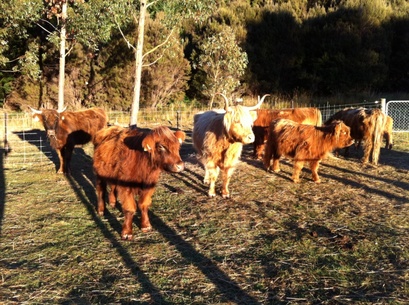 Highland cattle in yards before TB testing at Muntanui, South Island, New Zealand