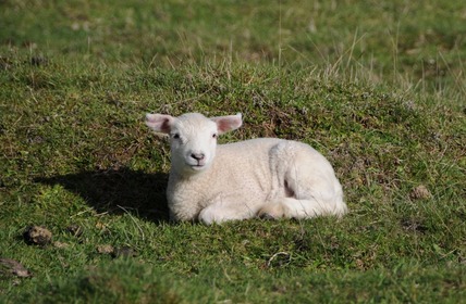 Wiltshire lamb at Muntanui, Oct 2013
