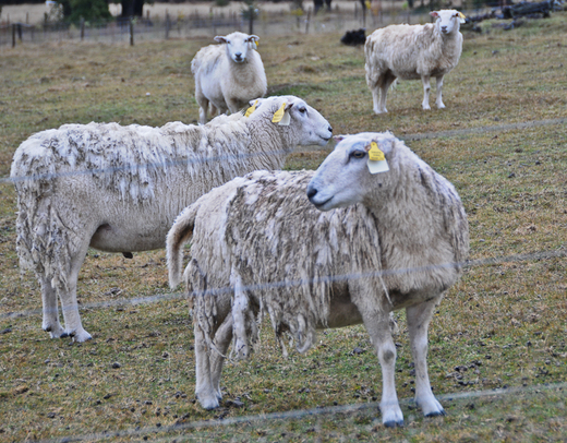 Wiltshire ewes and ram