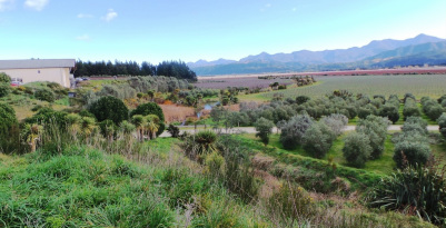Looking over the native plantings and rows of vines at Seresin Estate, South Island, New Zealand
