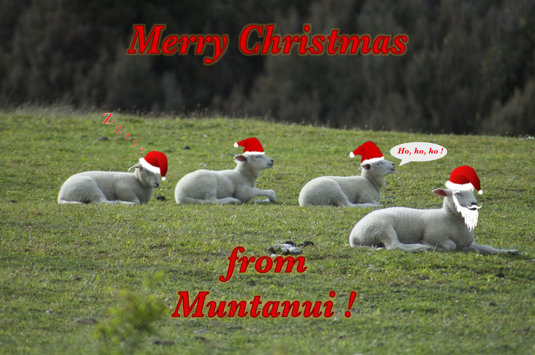 Muntanui lambs wearing Santa hats snooze in the sun