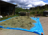 Hay spread on tarp, ready for baling with new, handmade machine