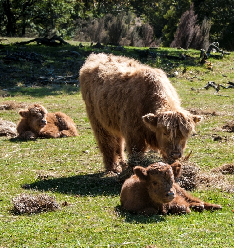 Three Highland calves