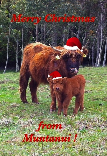 Highland cow Sonsie with calf Maggie, born 25 Nov  at Muntanui, South Island, New Zealand